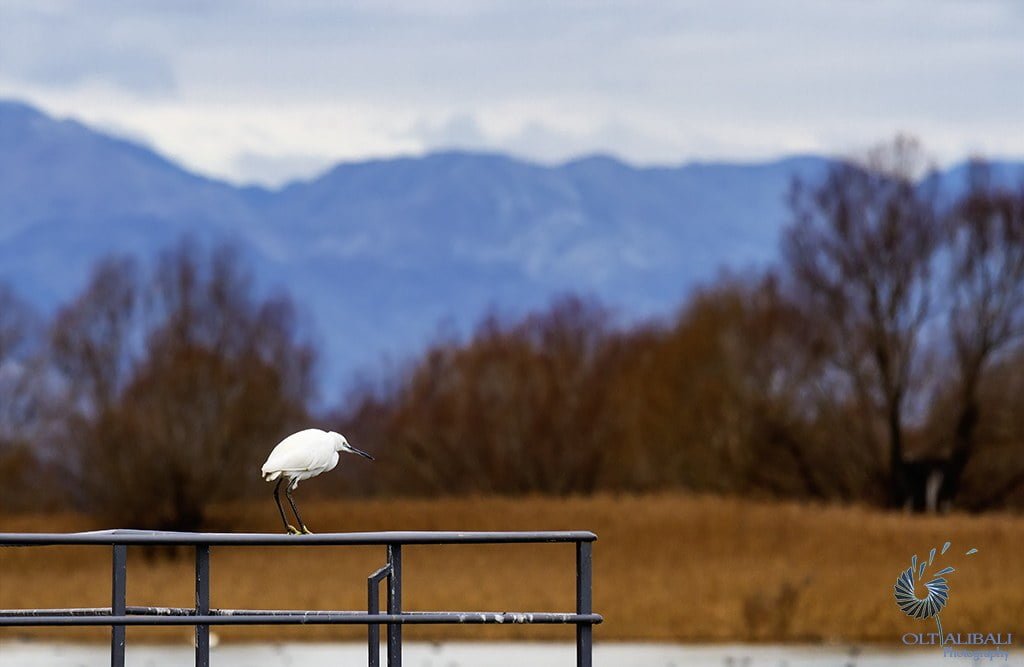 shkodra lake tour by bike