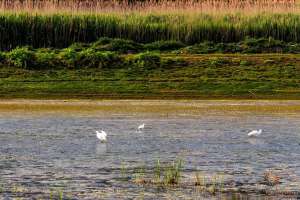 shkodra lake blog birds