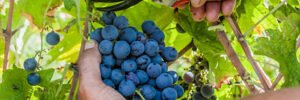 albanian wine kallmet