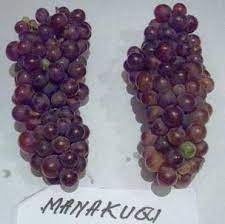 wineries in albania albanian grapes