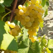 albanian grapes 